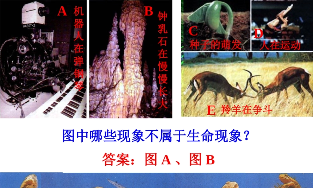 2012年秋七年级生物上册《第一单元  第二章 第一节 生物与环境的关系》课件7 人教新课标版