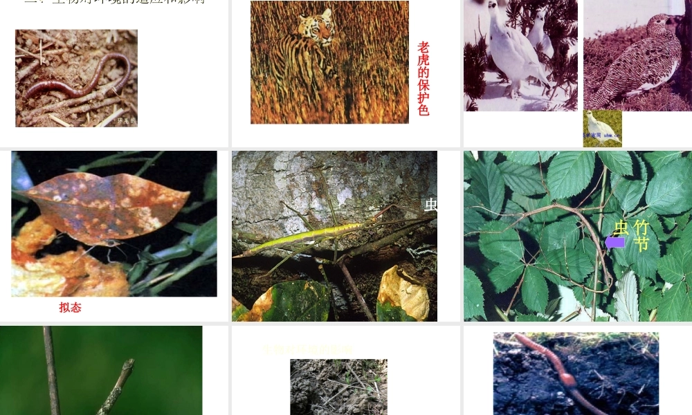 2012年秋七年级生物上册《第一单元  第二章 第一节 生物与环境的关系》课件7 人教新课标版