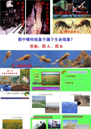 2012年秋七年级生物上册《第一单元  第二章 第一节 生物与环境的关系》课件7 人教新课标版