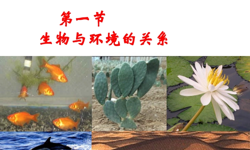 2012年秋七年级生物上册《第一单元  第二章 第一节 生物与环境的关系》课件8 人教新课标版