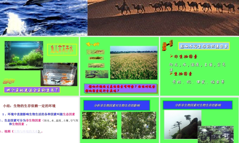 2012年秋七年级生物上册《第一单元  第二章 第一节 生物与环境的关系》课件8 人教新课标版