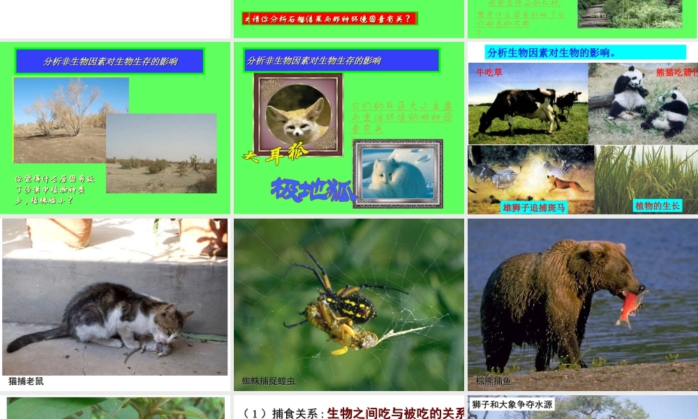 2012年秋七年级生物上册《第一单元  第二章 第一节 生物与环境的关系》课件8 人教新课标版