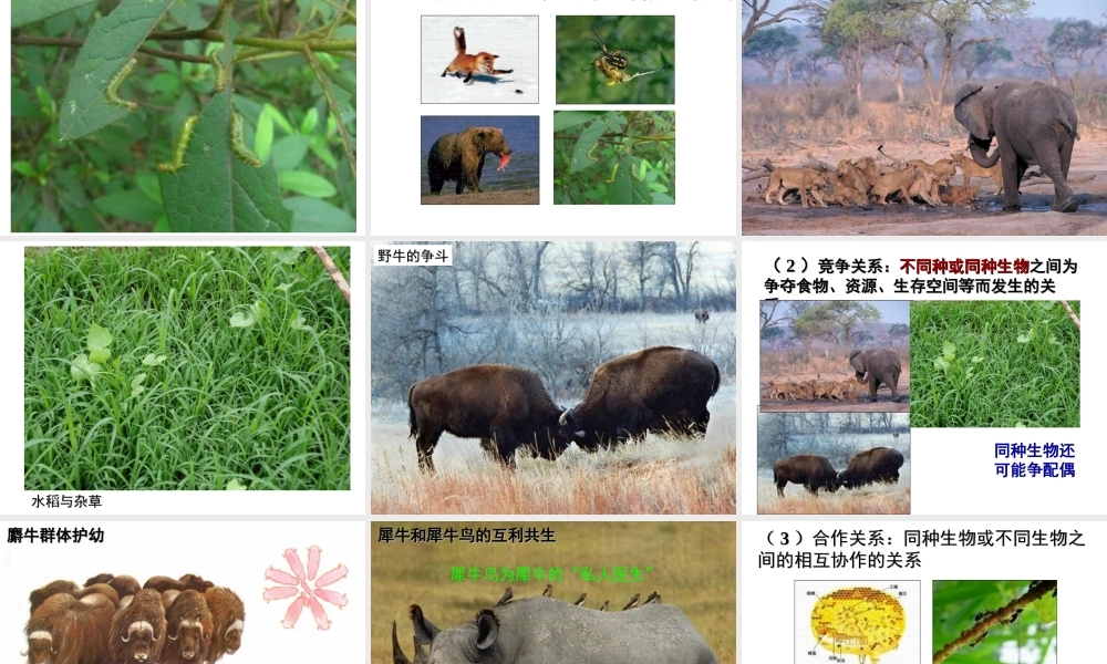 2012年秋七年级生物上册《第一单元  第二章 第一节 生物与环境的关系》课件8 人教新课标版