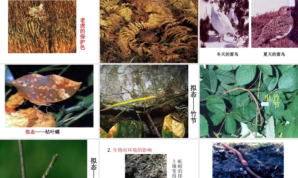 2012年秋七年级生物上册《第一单元  第二章 第一节 生物与环境的关系》课件10 人教新课标版