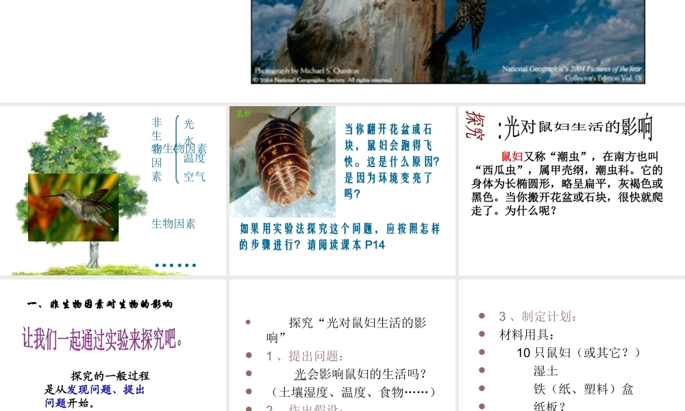 2012年秋七年级生物上册《第一单元  第二章 第一节 生物与环境的关系》课件14 人教新课标版