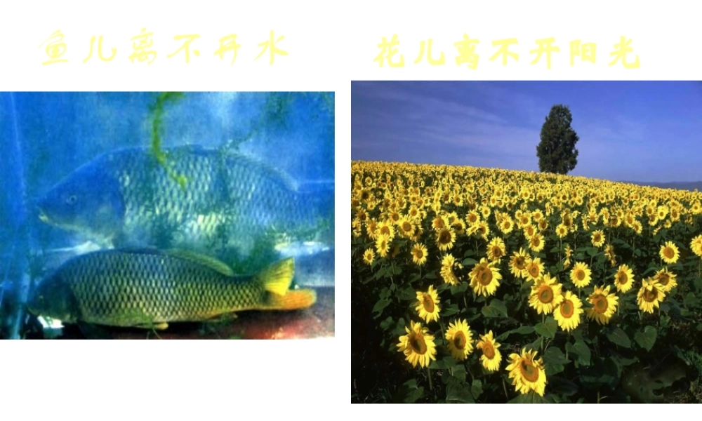 2012年秋七年级生物上册《第一单元  第二章 第一节 生物与环境的关系》课件16 人教新课标版