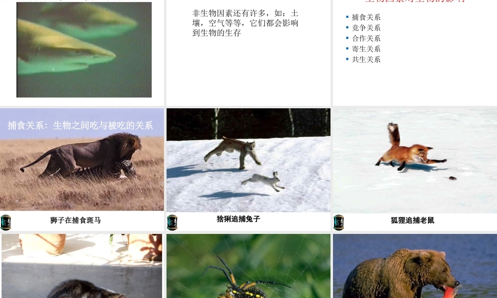 2012年秋七年级生物上册《第一单元  第二章 第一节 生物与环境的关系》课件17 人教新课标版