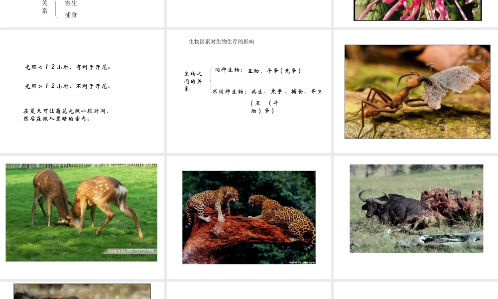 2012年秋七年级生物上册《第一单元  第二章 第一节 生物与环境的关系》课件19 人教新课标版