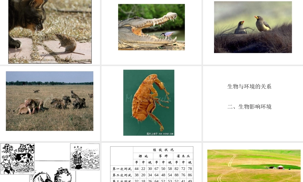 2012年秋七年级生物上册《第一单元  第二章 第一节 生物与环境的关系》课件19 人教新课标版