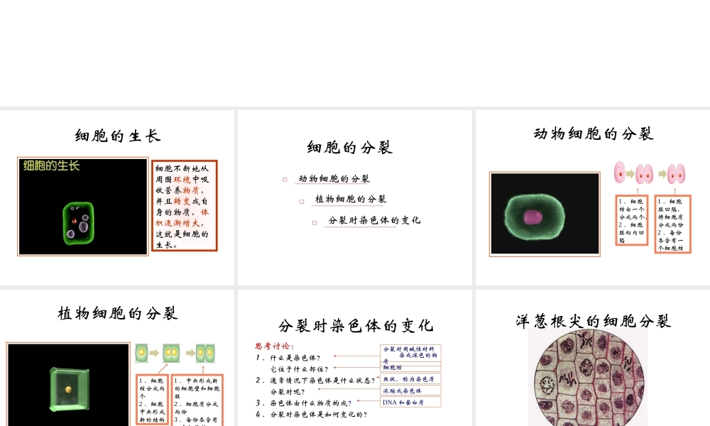 2012年秋七年级生物上册《第一单元 第二章 第二节 细胞的分裂和分化》课件1 济南版