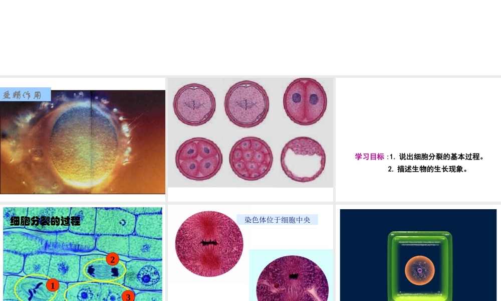 2012年秋七年级生物上册《第一单元 第二章 第二节 细胞的分裂和分化》课件3 济南版