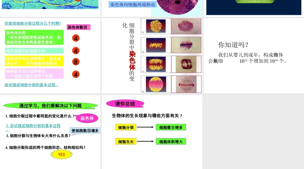 2012年秋七年级生物上册《第一单元 第二章 第二节 细胞的分裂和分化》课件3 济南版