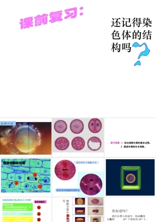 2012年秋七年级生物上册《第一单元 第二章 第二节 细胞的分裂和分化》课件3 济南版