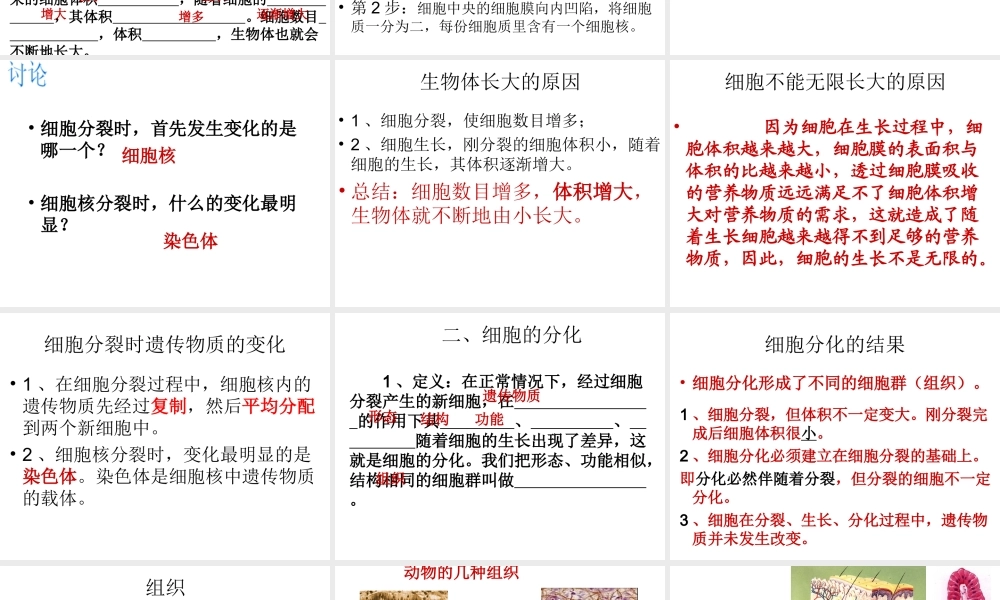 2012年秋七年级生物上册《第一单元 第二章 第二节 细胞的分裂和分化》课件4 济南版