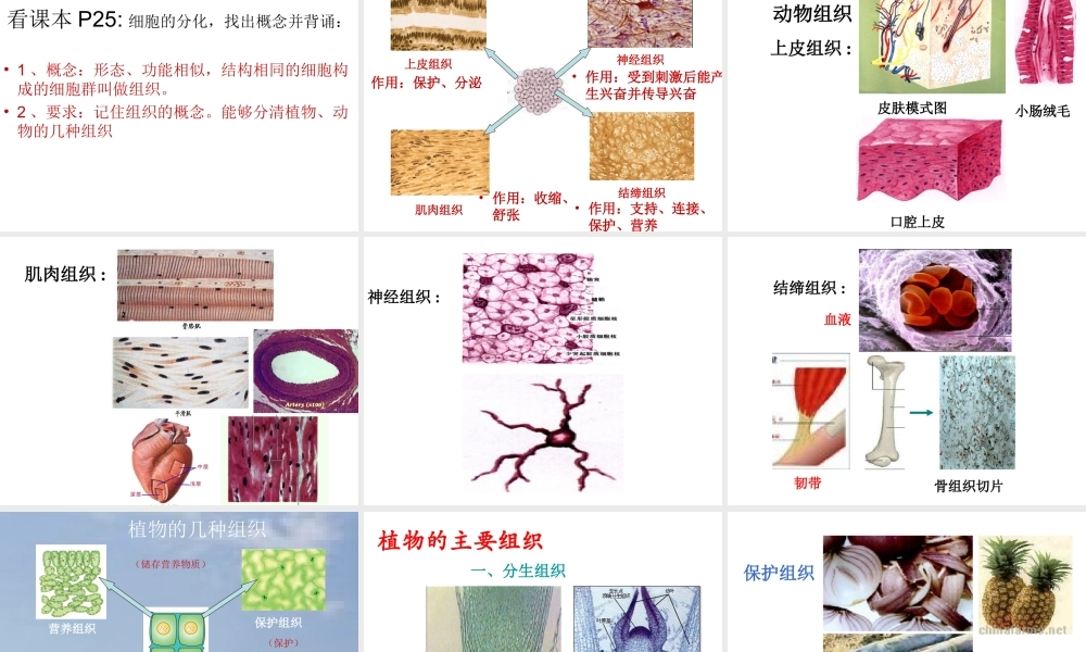 2012年秋七年级生物上册《第一单元 第二章 第二节 细胞的分裂和分化》课件4 济南版