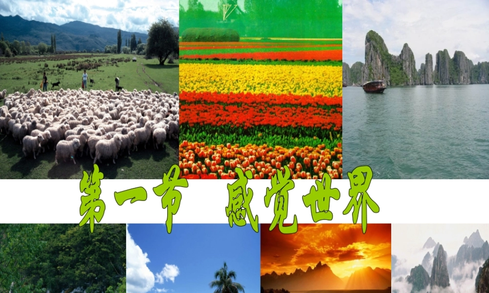 1.1感觉世界（1）