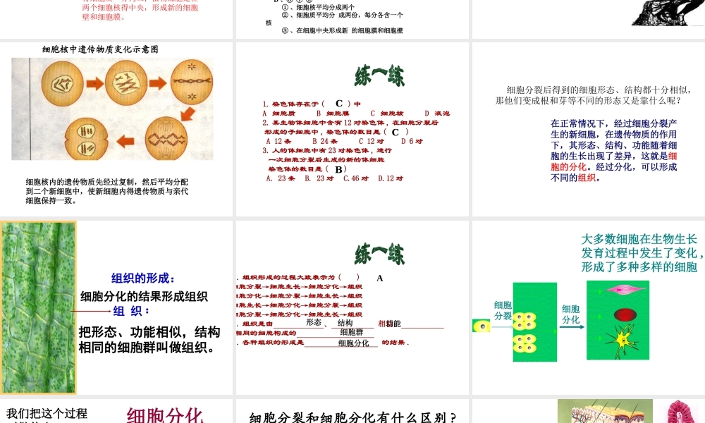 2012年秋七年级生物上册《第一单元 第二章 第二节 细胞的分裂和分化》课件9 济南版