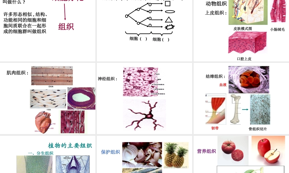 2012年秋七年级生物上册《第一单元 第二章 第二节 细胞的分裂和分化》课件9 济南版