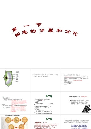 2012年秋七年级生物上册《第一单元 第二章 第二节 细胞的分裂和分化》课件9 济南版