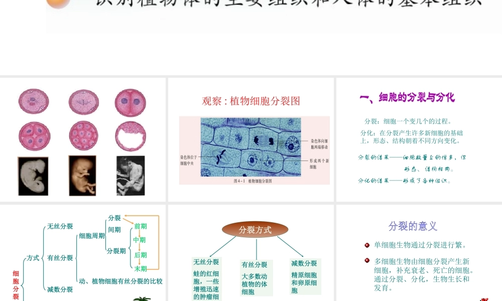 2012年秋七年级生物上册《第一单元 第二章 第二节 细胞的分裂和分化》课件10 济南版