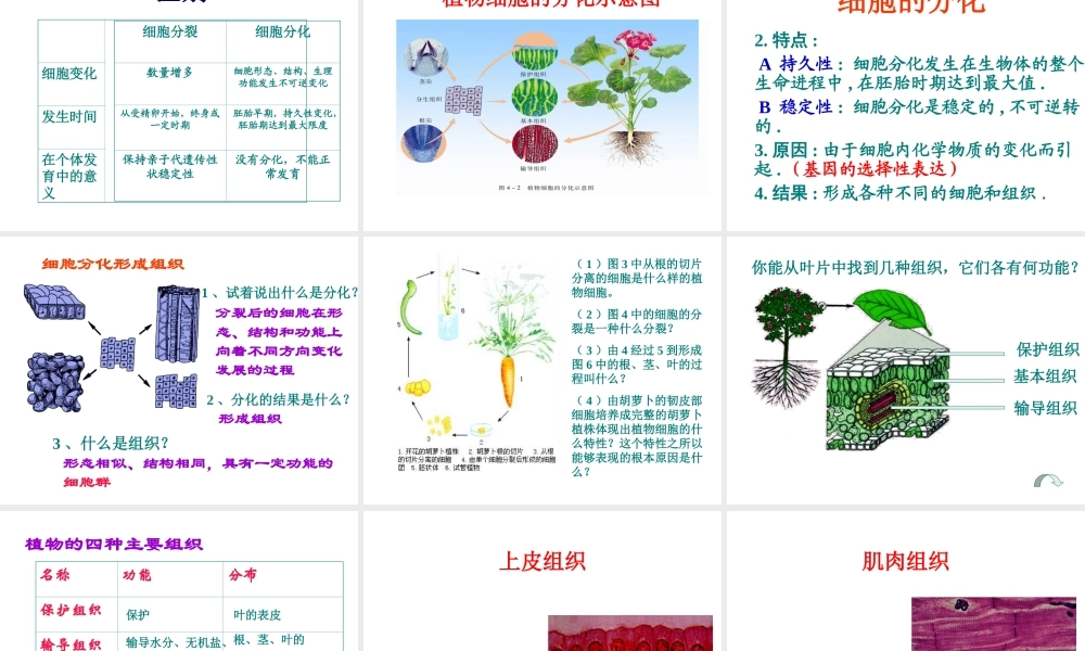 2012年秋七年级生物上册《第一单元 第二章 第二节 细胞的分裂和分化》课件10 济南版