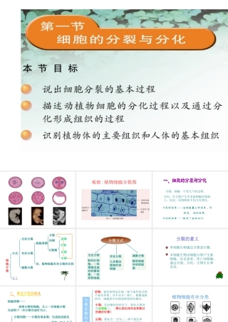 2012年秋七年级生物上册《第一单元 第二章 第二节 细胞的分裂和分化》课件10 济南版