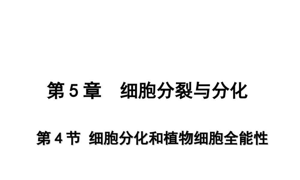 2012年秋七年级生物上册《第一单元 第二章 第二节 细胞的分裂和分化》课件11 济南版