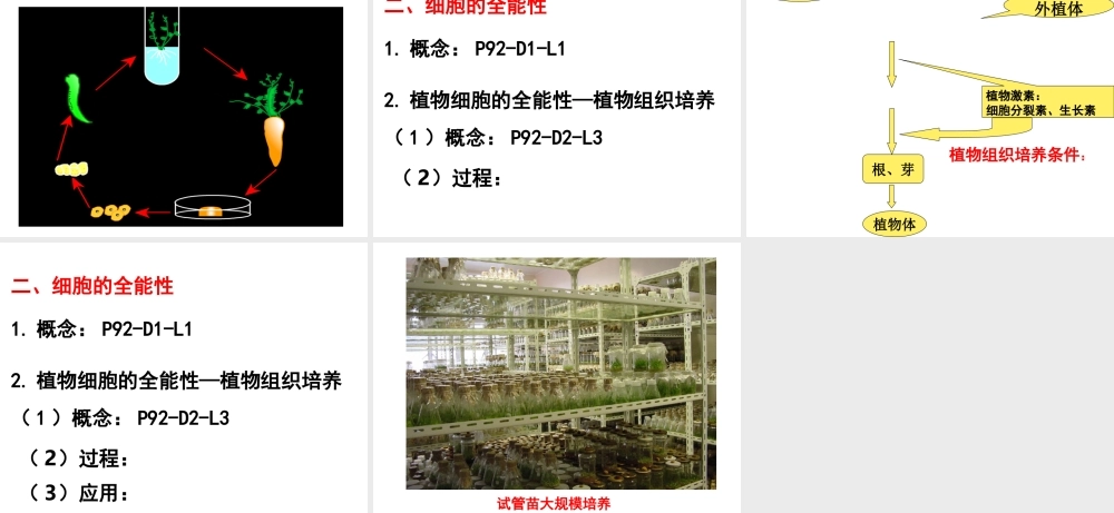 2012年秋七年级生物上册《第一单元 第二章 第二节 细胞的分裂和分化》课件11 济南版