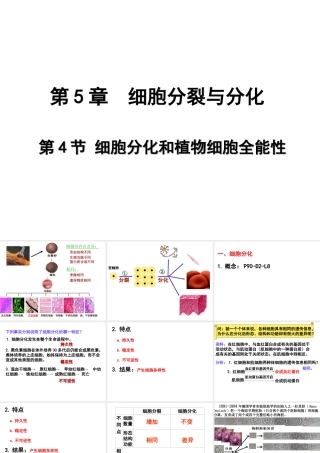 2012年秋七年级生物上册《第一单元 第二章 第二节 细胞的分裂和分化》课件11 济南版