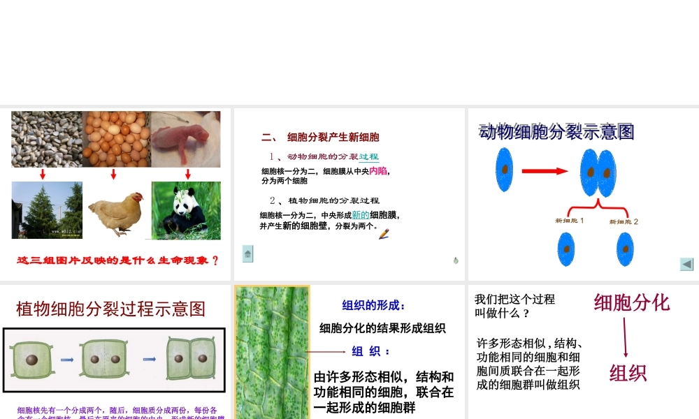 2012年秋七年级生物上册《第一单元 第二章 第二节 细胞的分裂和分化》课件12 济南版