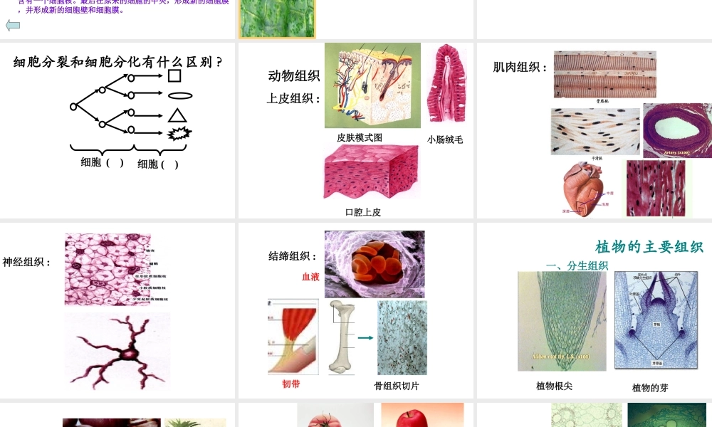 2012年秋七年级生物上册《第一单元 第二章 第二节 细胞的分裂和分化》课件12 济南版