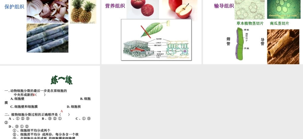 2012年秋七年级生物上册《第一单元 第二章 第二节 细胞的分裂和分化》课件12 济南版