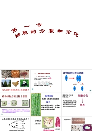 2012年秋七年级生物上册《第一单元 第二章 第二节 细胞的分裂和分化》课件12 济南版