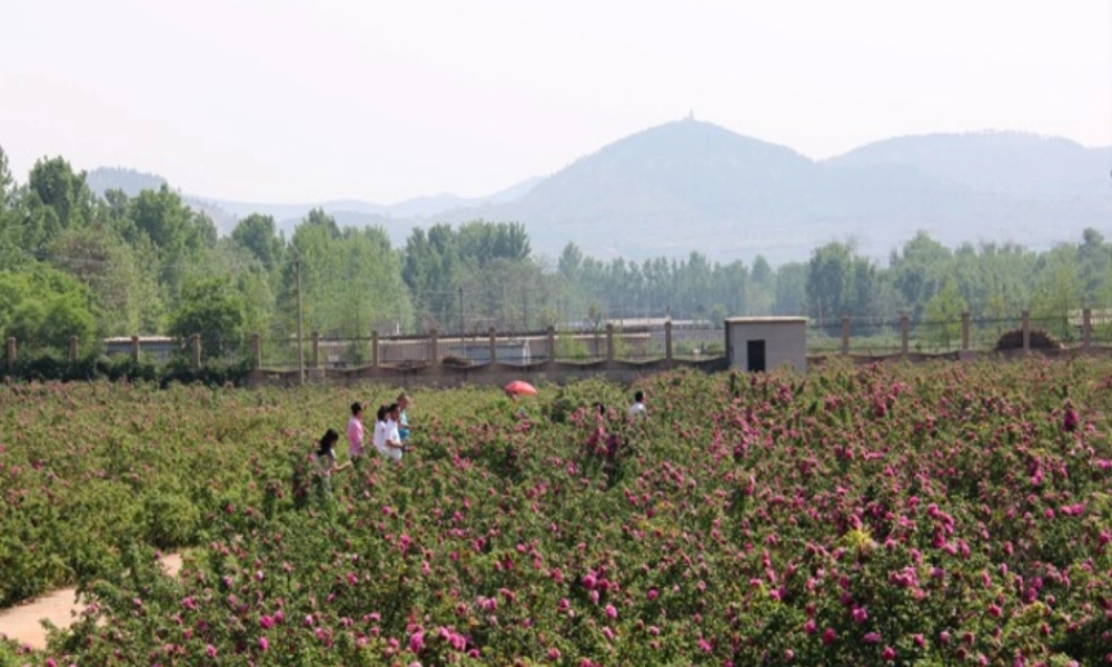 2012年秋七年级生物上册《第一单元 第二章 第三节 多细胞生物体的结构层次》课件1 济南版