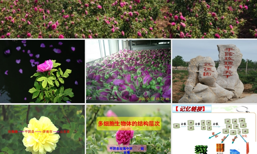 2012年秋七年级生物上册《第一单元 第二章 第三节 多细胞生物体的结构层次》课件1 济南版