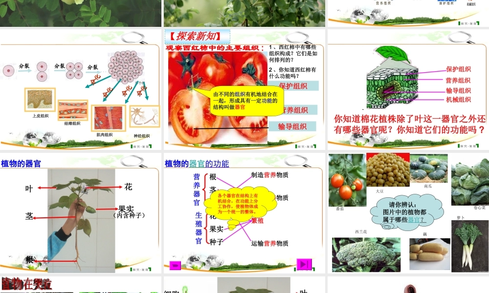 2012年秋七年级生物上册《第一单元 第二章 第三节 多细胞生物体的结构层次》课件1 济南版