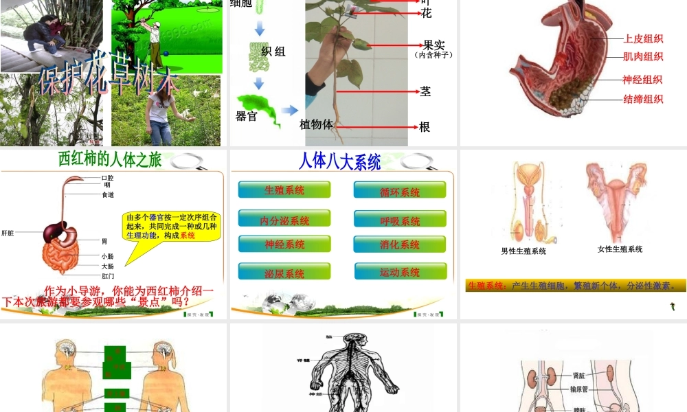 2012年秋七年级生物上册《第一单元 第二章 第三节 多细胞生物体的结构层次》课件1 济南版
