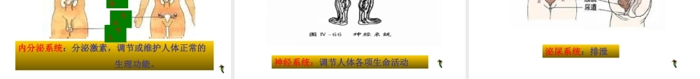2012年秋七年级生物上册《第一单元 第二章 第三节 多细胞生物体的结构层次》课件1 济南版