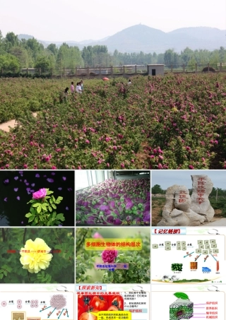 2012年秋七年级生物上册《第一单元 第二章 第三节 多细胞生物体的结构层次》课件1 济南版