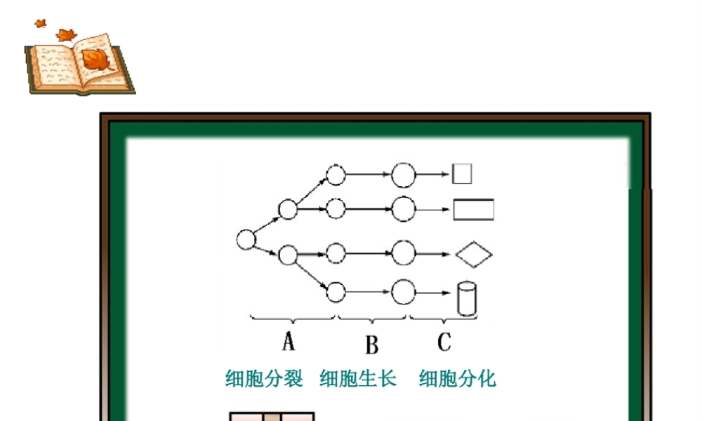 2012年秋七年级生物上册《第一单元 第二章 第三节 多细胞生物体的结构层次》课件2 济南版