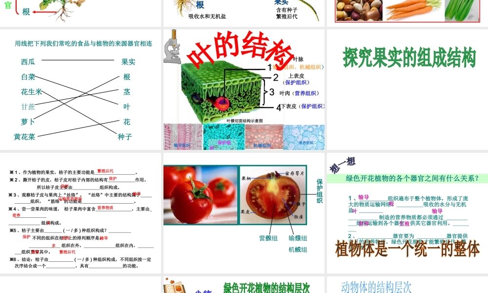 2012年秋七年级生物上册《第一单元 第二章 第三节 多细胞生物体的结构层次》课件2 济南版