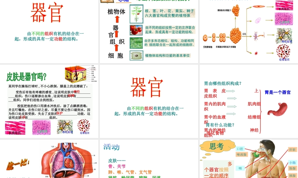 2012年秋七年级生物上册《第一单元 第二章 第三节 多细胞生物体的结构层次》课件2 济南版