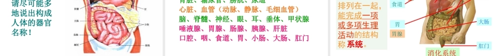 2012年秋七年级生物上册《第一单元 第二章 第三节 多细胞生物体的结构层次》课件2 济南版