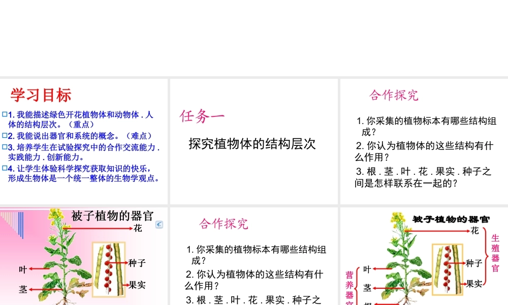 2012年秋七年级生物上册《第一单元 第二章 第三节 多细胞生物体的结构层次》课件3 济南版