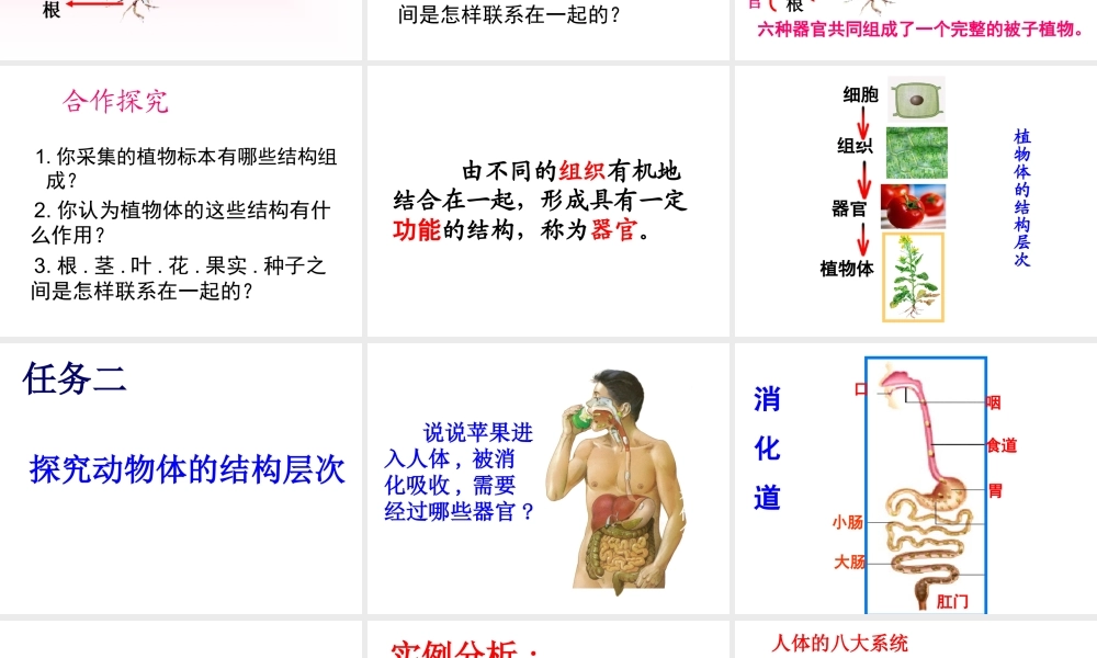 2012年秋七年级生物上册《第一单元 第二章 第三节 多细胞生物体的结构层次》课件3 济南版
