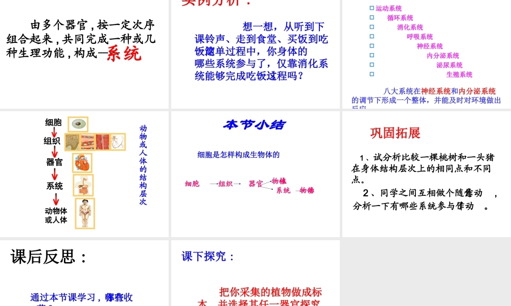 2012年秋七年级生物上册《第一单元 第二章 第三节 多细胞生物体的结构层次》课件3 济南版
