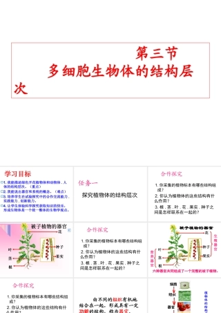 2012年秋七年级生物上册《第一单元 第二章 第三节 多细胞生物体的结构层次》课件3 济南版