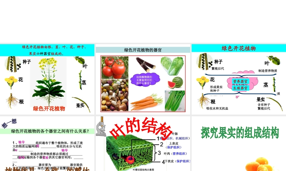 2012年秋七年级生物上册《第一单元 第二章 第三节 多细胞生物体的结构层次》课件4 济南版