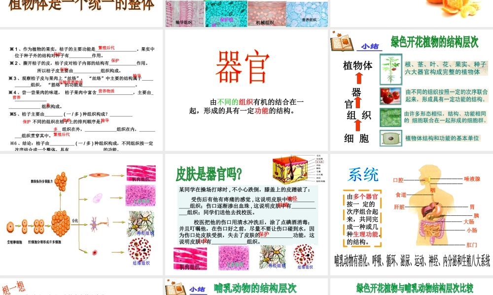 2012年秋七年级生物上册《第一单元 第二章 第三节 多细胞生物体的结构层次》课件4 济南版