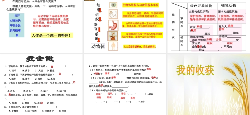 2012年秋七年级生物上册《第一单元 第二章 第三节 多细胞生物体的结构层次》课件4 济南版